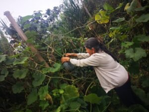 Bertha Peña - Vereda guangubio-corregimiento la capilla- unidad productiva gallinas ponedoras